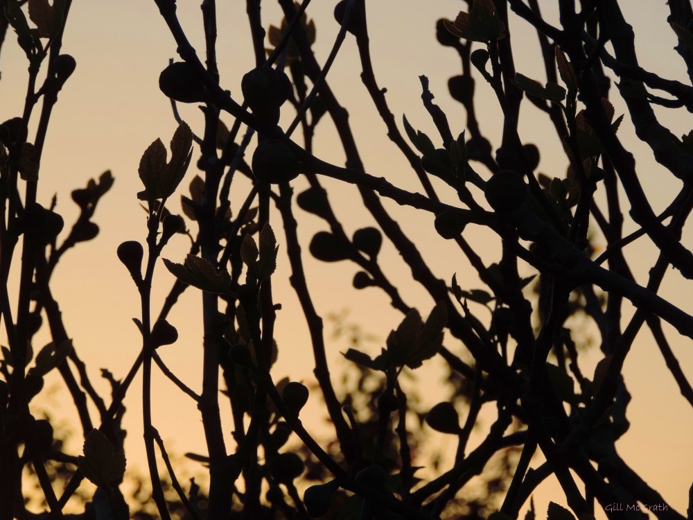 2015 05 14 yesterday DSCN4832 jpg sig