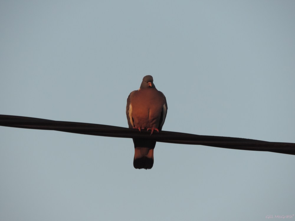 2015 05 15 553 539   sunrise DSCN4961 jpg sig