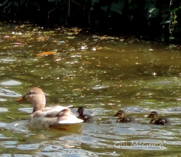 2015 05 16 messing DSCN5135 jpg sig