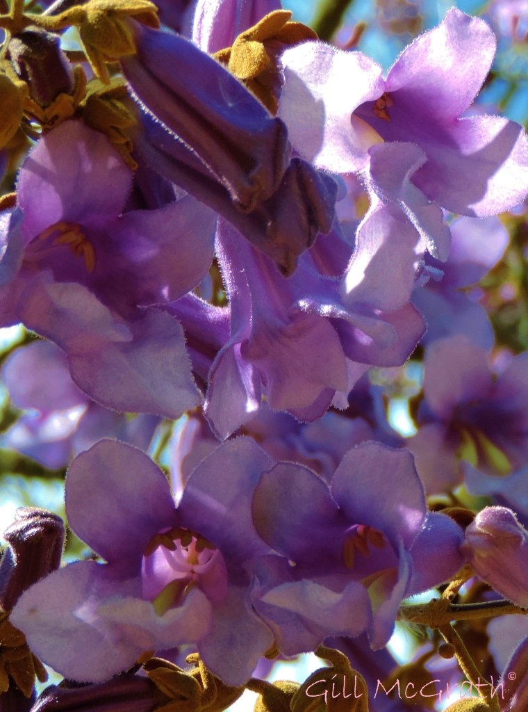 2015 05 17 purple DSCN5117 jpg sig