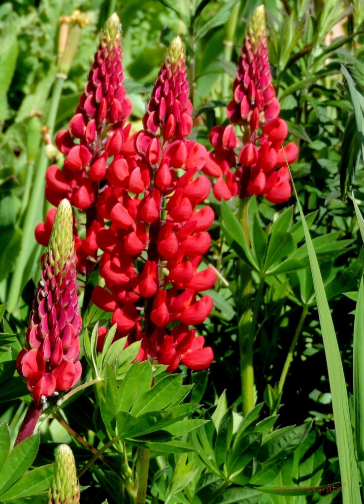 2015 05 17 red lupin DSCN5153 jpg sig