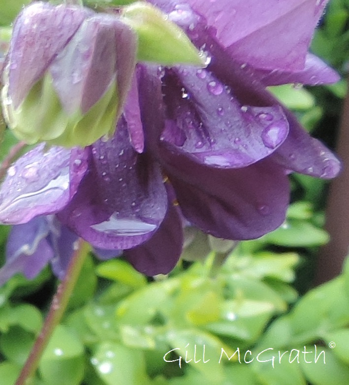 2015 05 18 aquilegia rain purple DSCN5398
