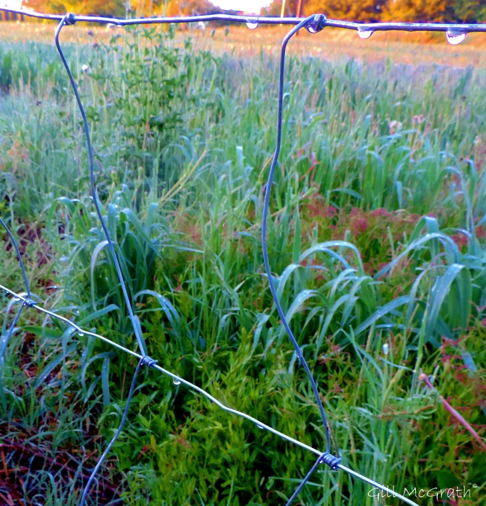 2015  05 20 dew drops on wires DSCN5556 jpg sig
