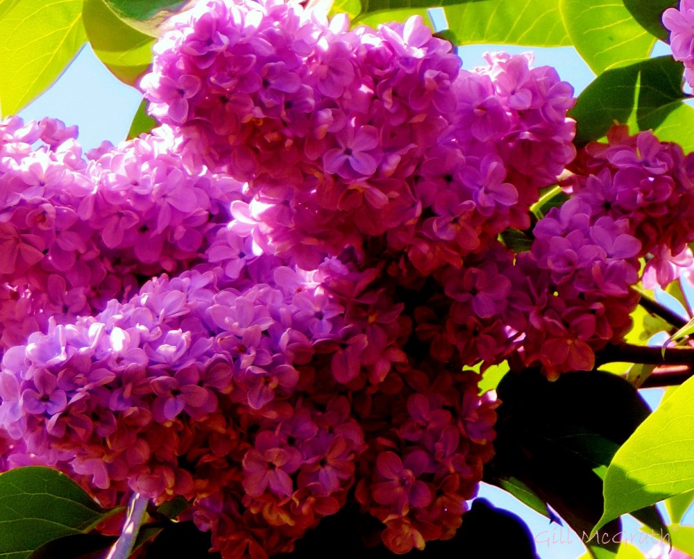 2015 05 20  lilac DSCN5802 jpg sig