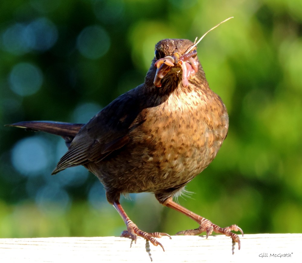 2015 05 26 bird DSCN6504 jpg sig