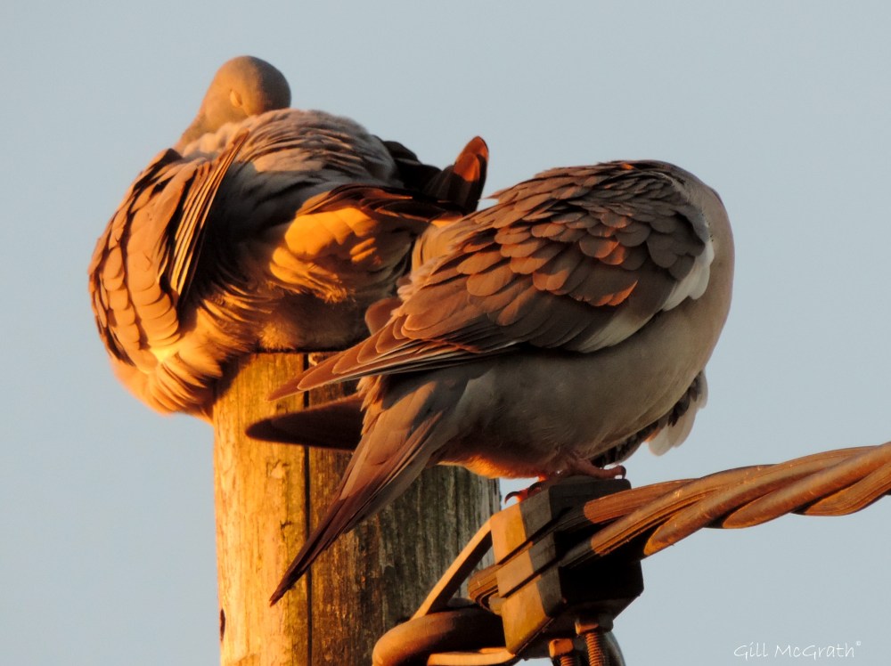 2015 05 26 golden birds DSCN6539 jpg sig