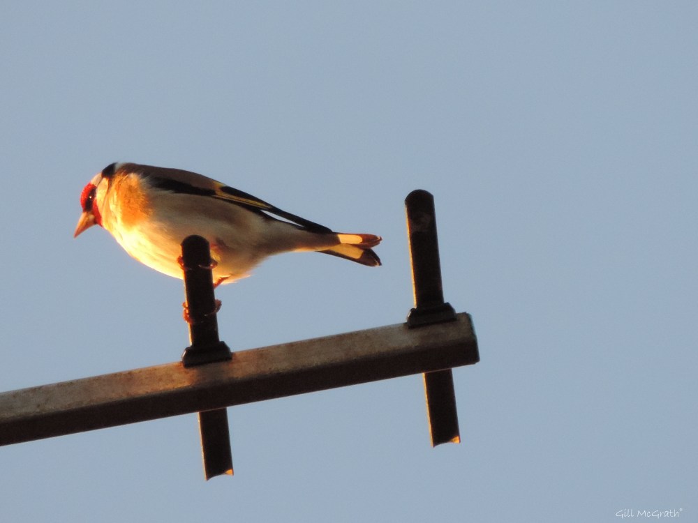 2015 05 29 835 bird on roof DSCN7019 jpg sig