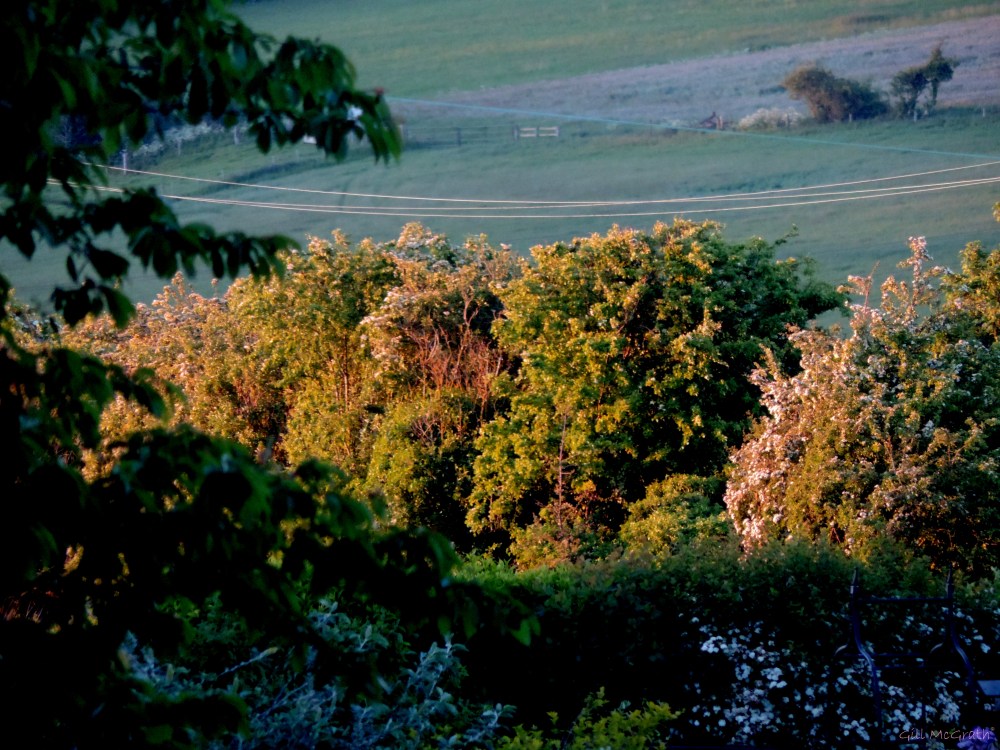 2015 05 29 900 window  DSCN7028 jpg sig