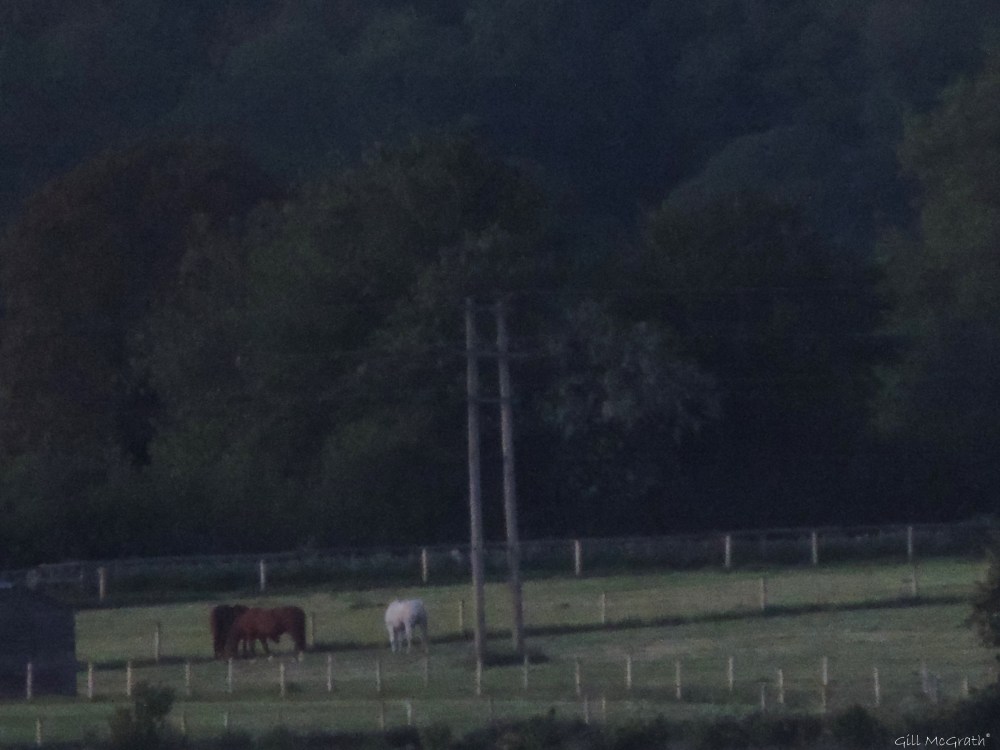 2015 05 29 941 night DSCN7063 jpg sig