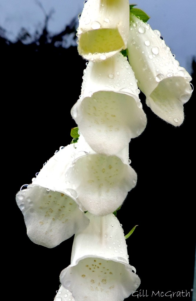 2015 05 31 foxglove DSCN7263 jpg sig