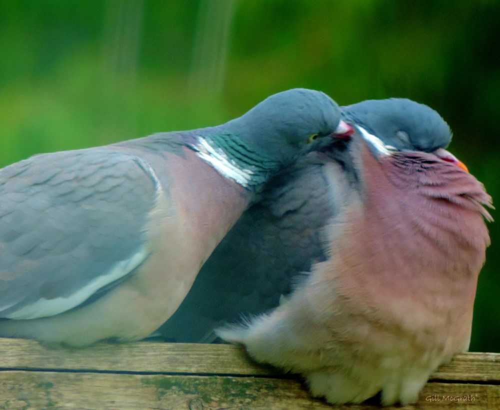 3 2015 05 25 sweet nothings DSCN6425 jpg sig