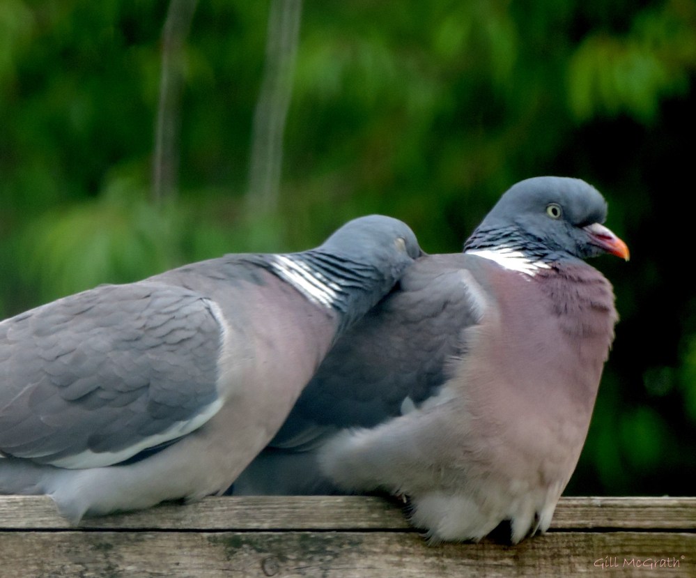 4 2015 05 25 sweet nothings DSCN6430 jpg sig