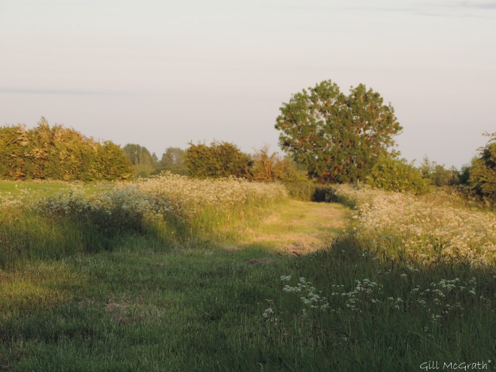 1 2015 06 04 845 sunset beforo DSCN8164 jpg sig