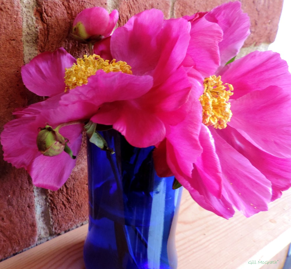 2 2015 06 12 cheerful DSCN0245 jpg sig