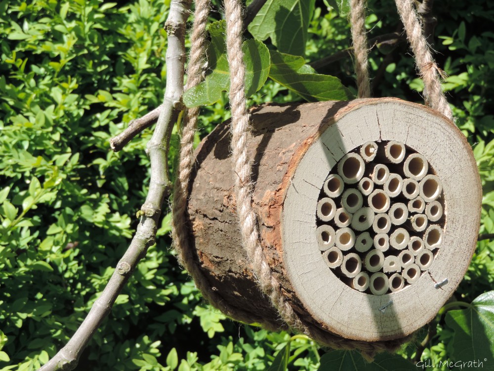 2015 06 04  11 oclock DSCN8125 jpg sig