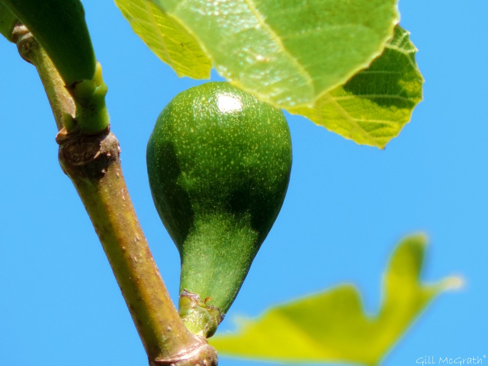 2015 06 04  11 oclock fig DSCN8113 jpg sig