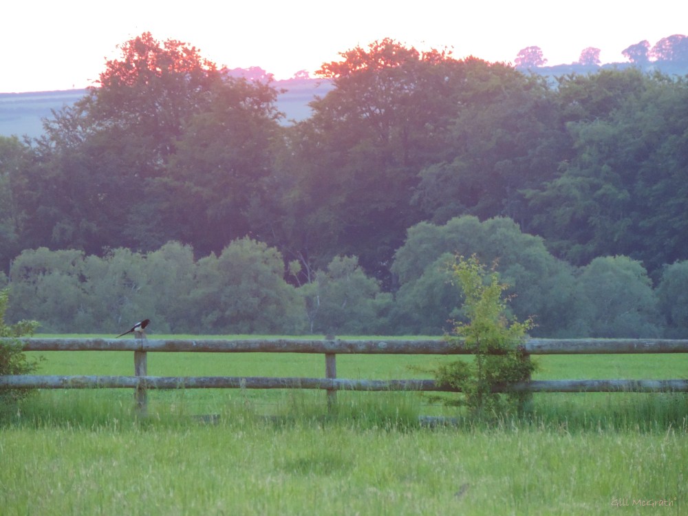 2015 06 11 bird on fence DSCN0409 jpg sig