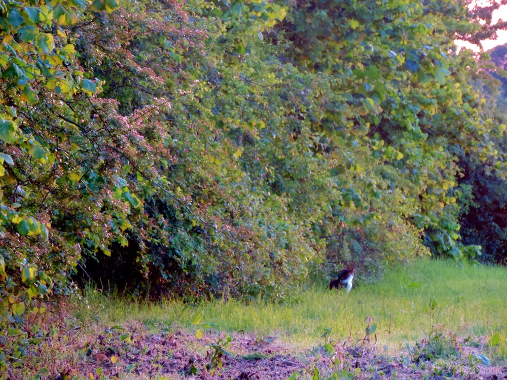 2015 06 11  cat long shot DSCN0332 jpg sig