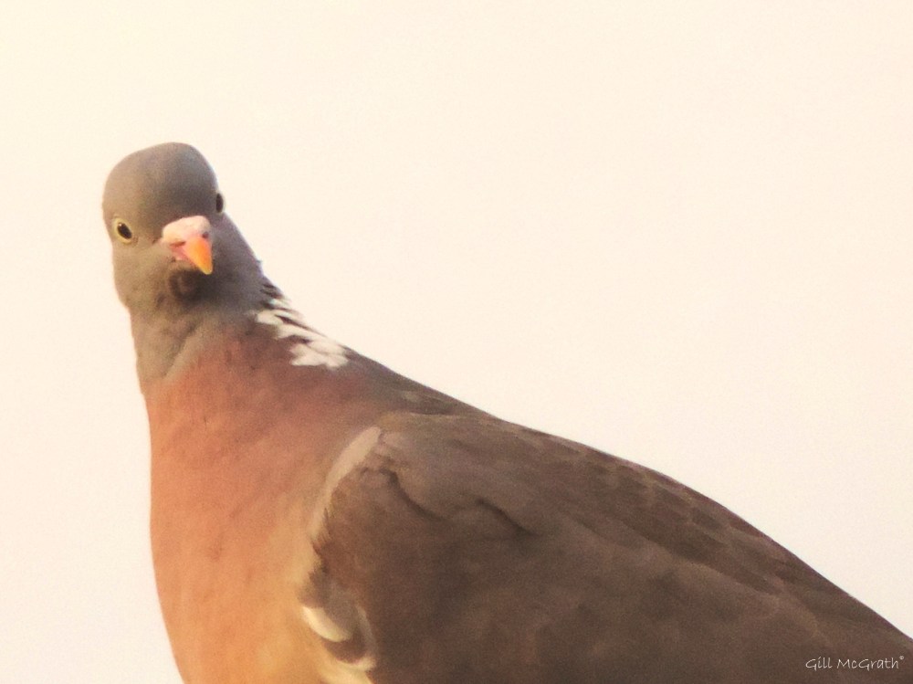 2015 06 12 10 shadow boxing jpg sig