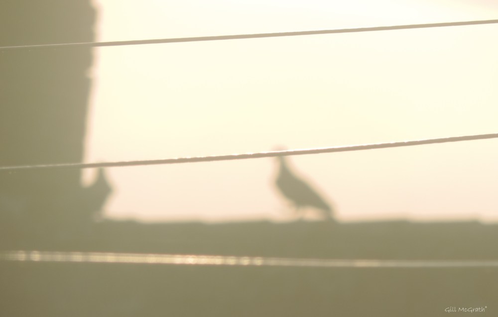 2015 06 12 2 shadow boxing jpg sig