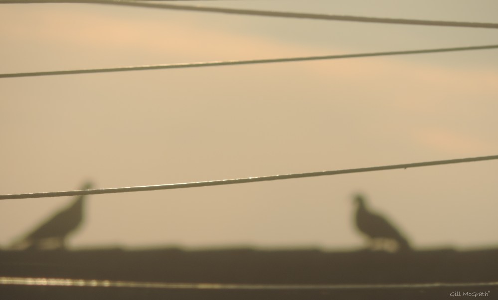 2015 06 12 3 shadow boxing jpg sig