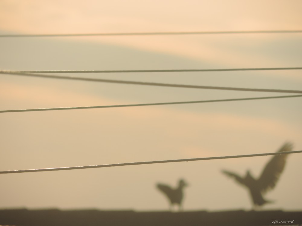 2015 06 12 5 shadow boxing jpg sig