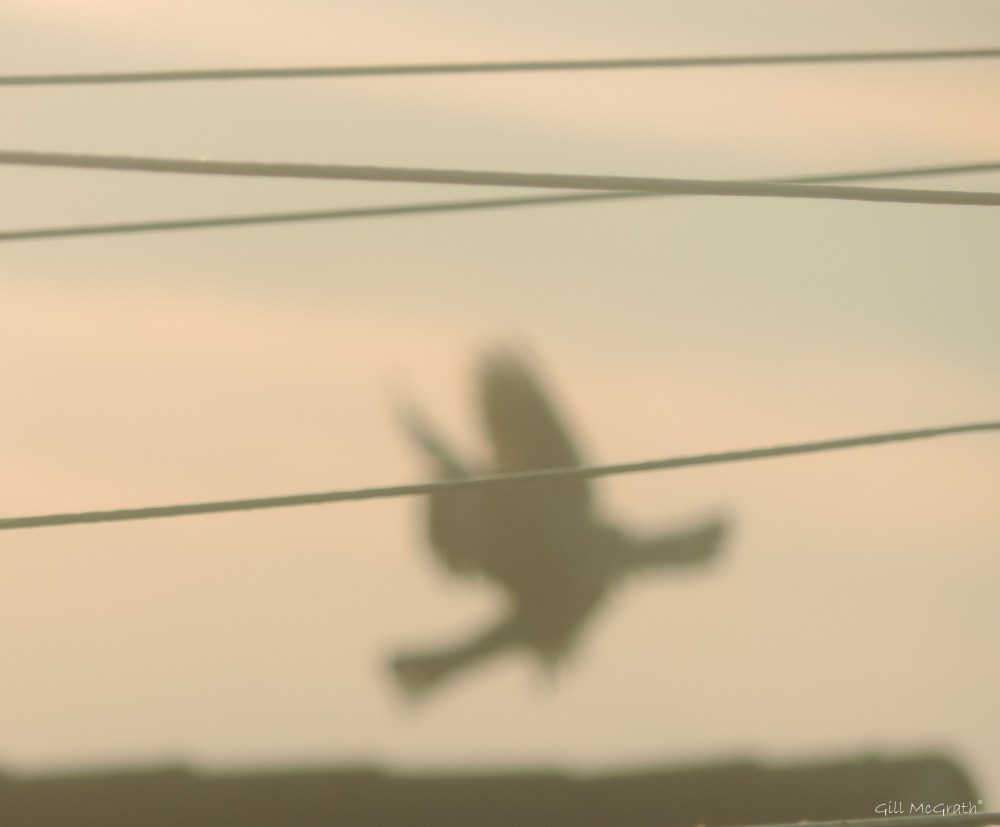 2015 06 12 6 shadow boxing jpg sig