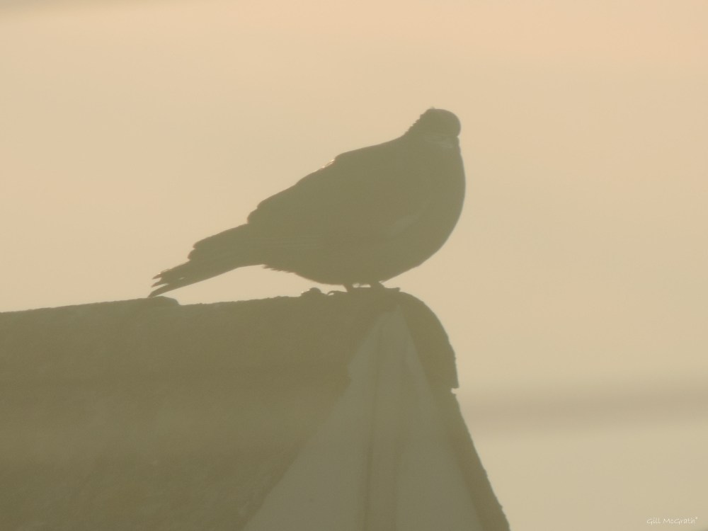 2015 06 12 7 shadow boxing jpg sig