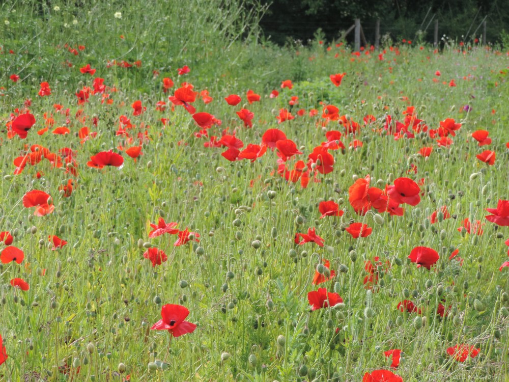 2015 06 18 1 DSCN1825 jpg sig