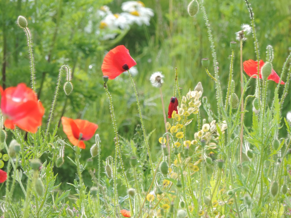 2015 06 18 4 DSCN1843 jpg sig