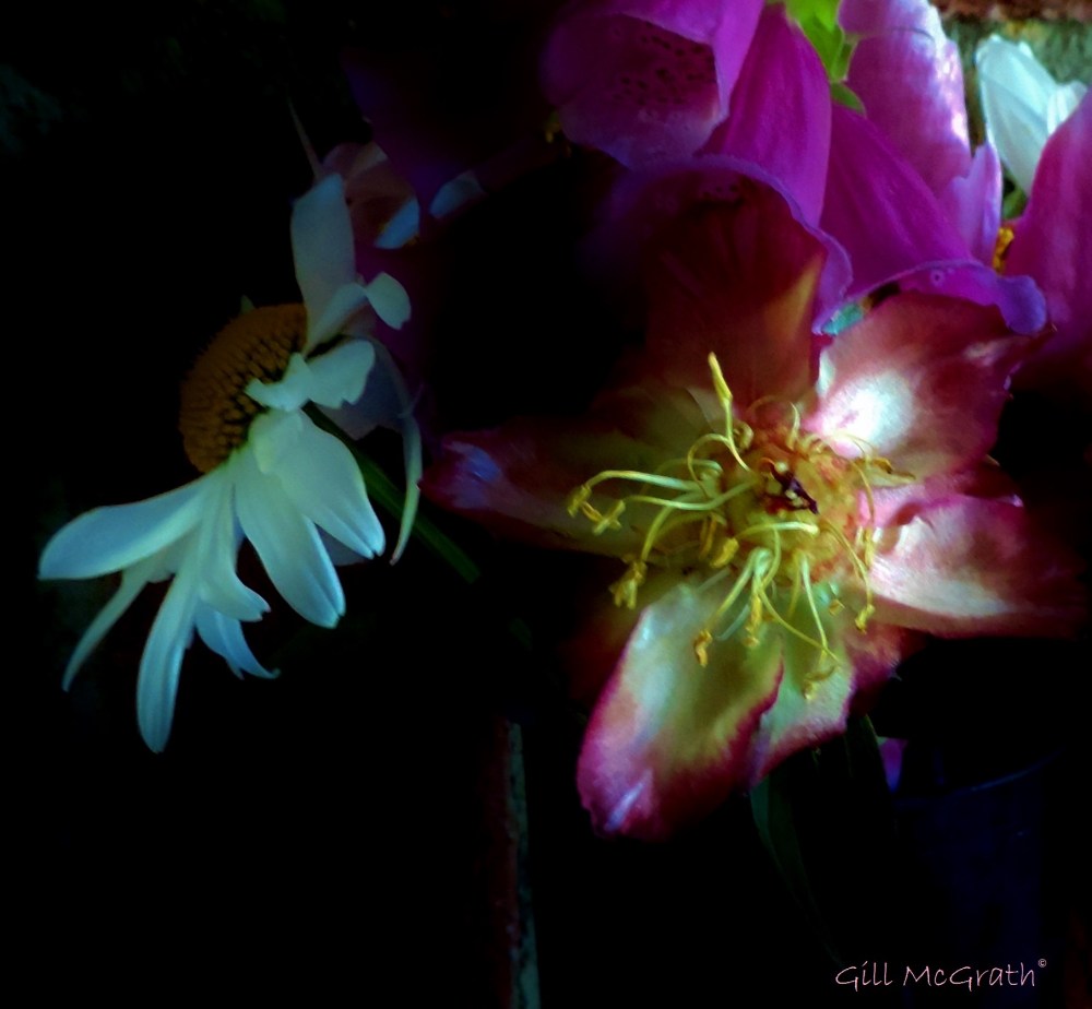 2015 06 24 light in the shadows  DSCN2941 jpg sig