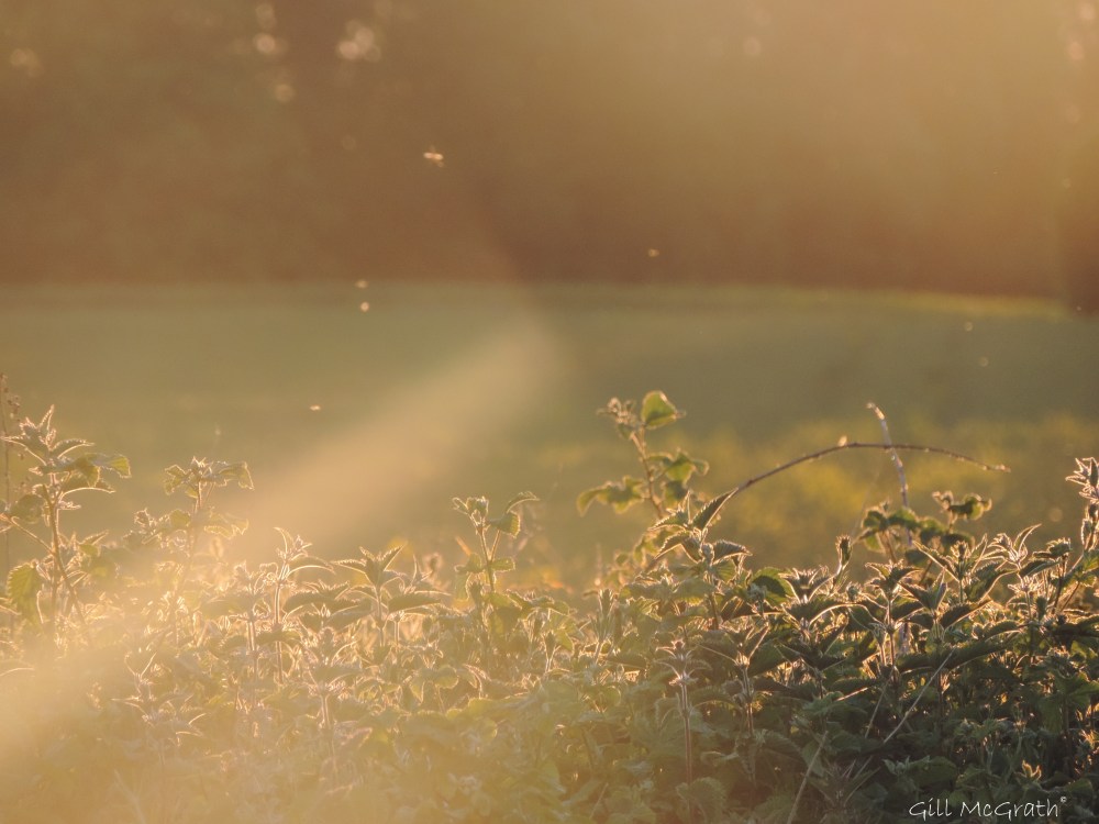 3 2015 06 04 856  sunset flies DSCN8200 pg sig