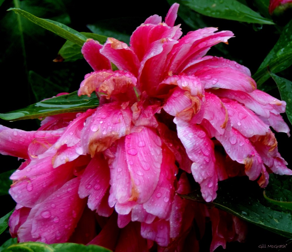 3 2015 06 12 cheerful DSCN0571 jpg sig