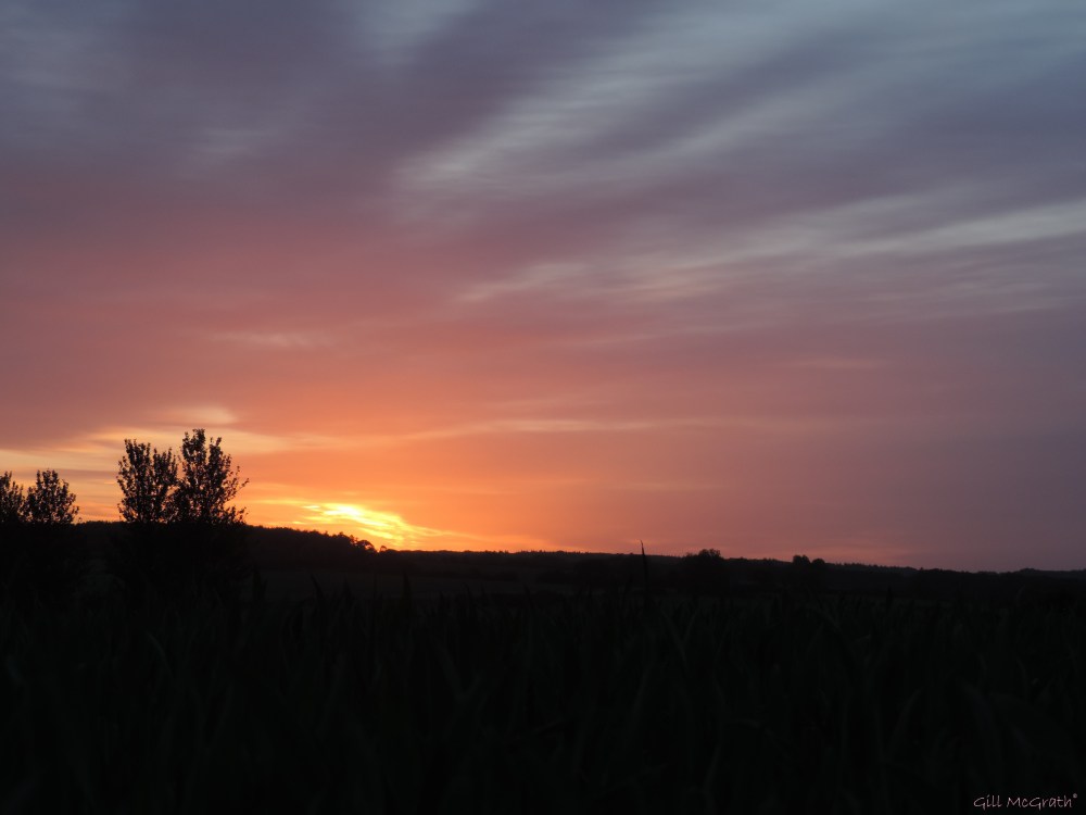 4 2015 06 01 501 DSCN7423 jpg sig