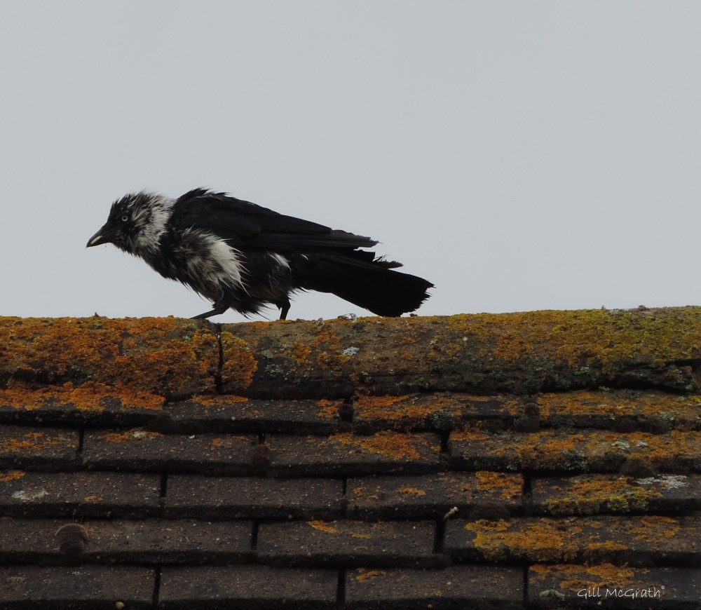 5 2015 06 20 DSCN2223 jpg sig