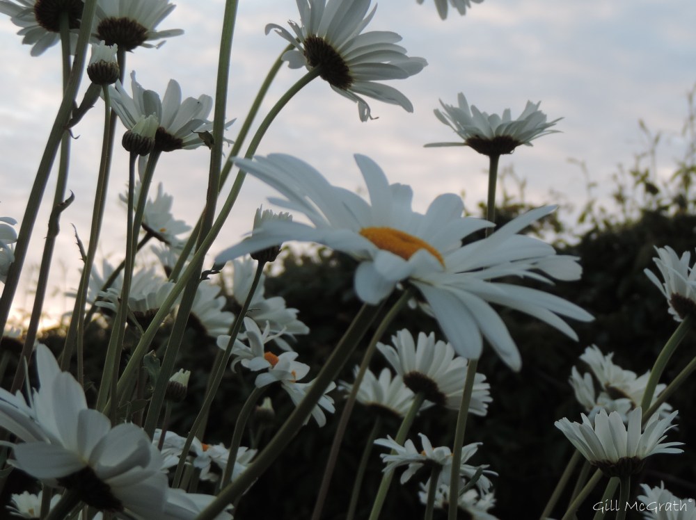 8 2015 06 01  528  DSCN7561  jpg sig