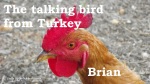 Brian 07 talking bird