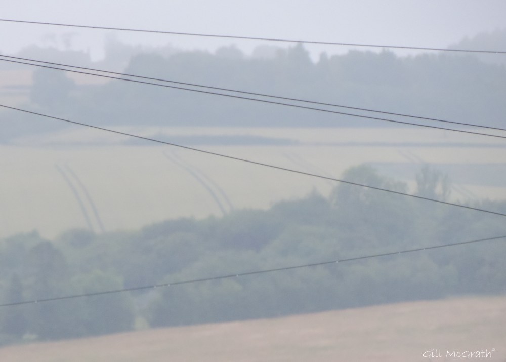 2015 07 13 1a  DSCN5518 field  jpg sig