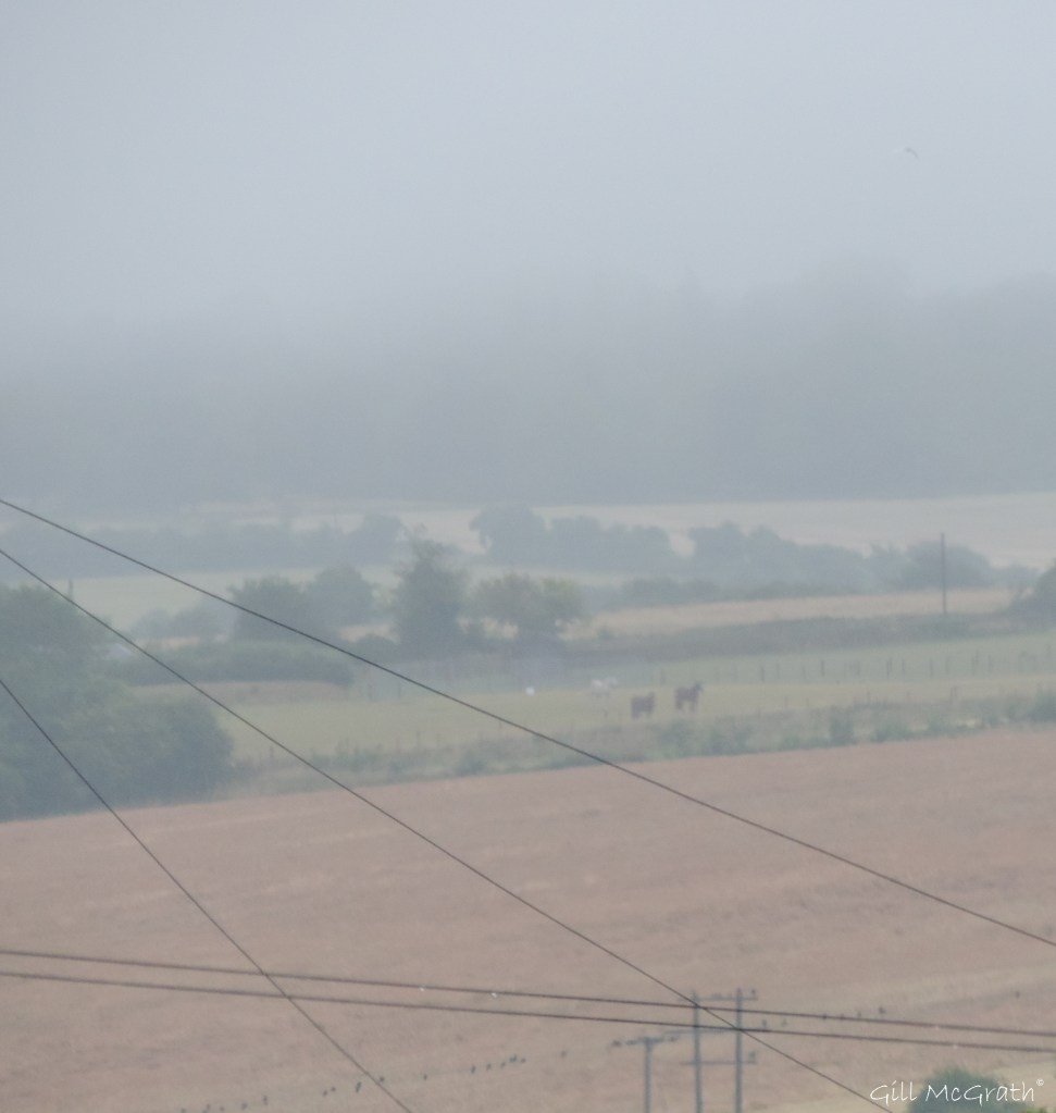 2015 07 13 1a DSCN5522 field jpg sig