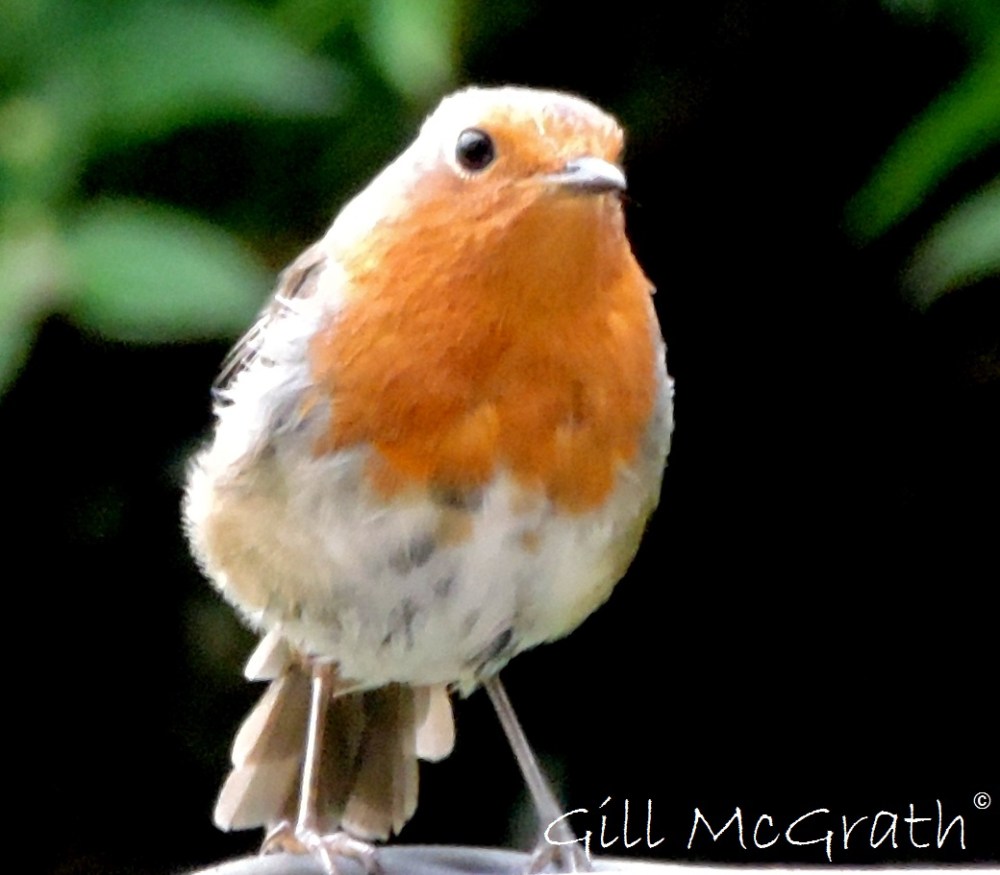 2015 07 13 4 DSCN5531 field jpg sig