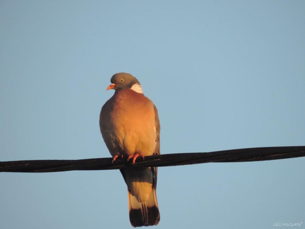 2105 07 03 532 blushing line DSCN4602 jpg sig