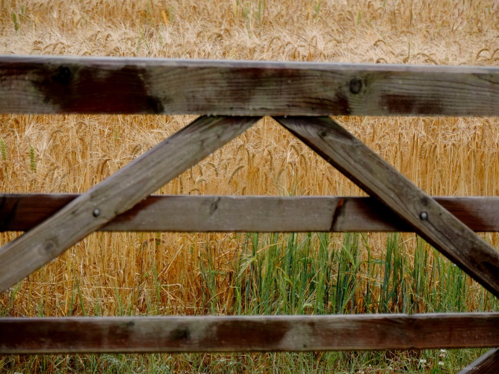 7 2015 07 14  barley DSCN5554 jpg sig