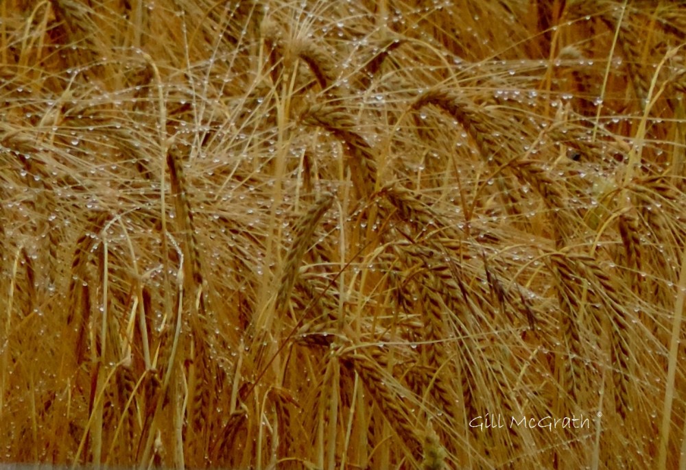 8 2015 07 14 barley  DSCN5559 jpg sig