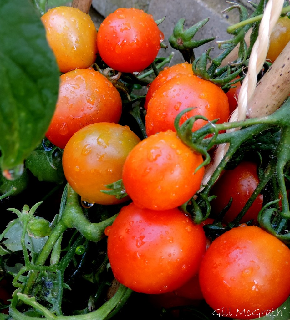 2 2015 08 27 tomatoes gone red 908 DSCN6507