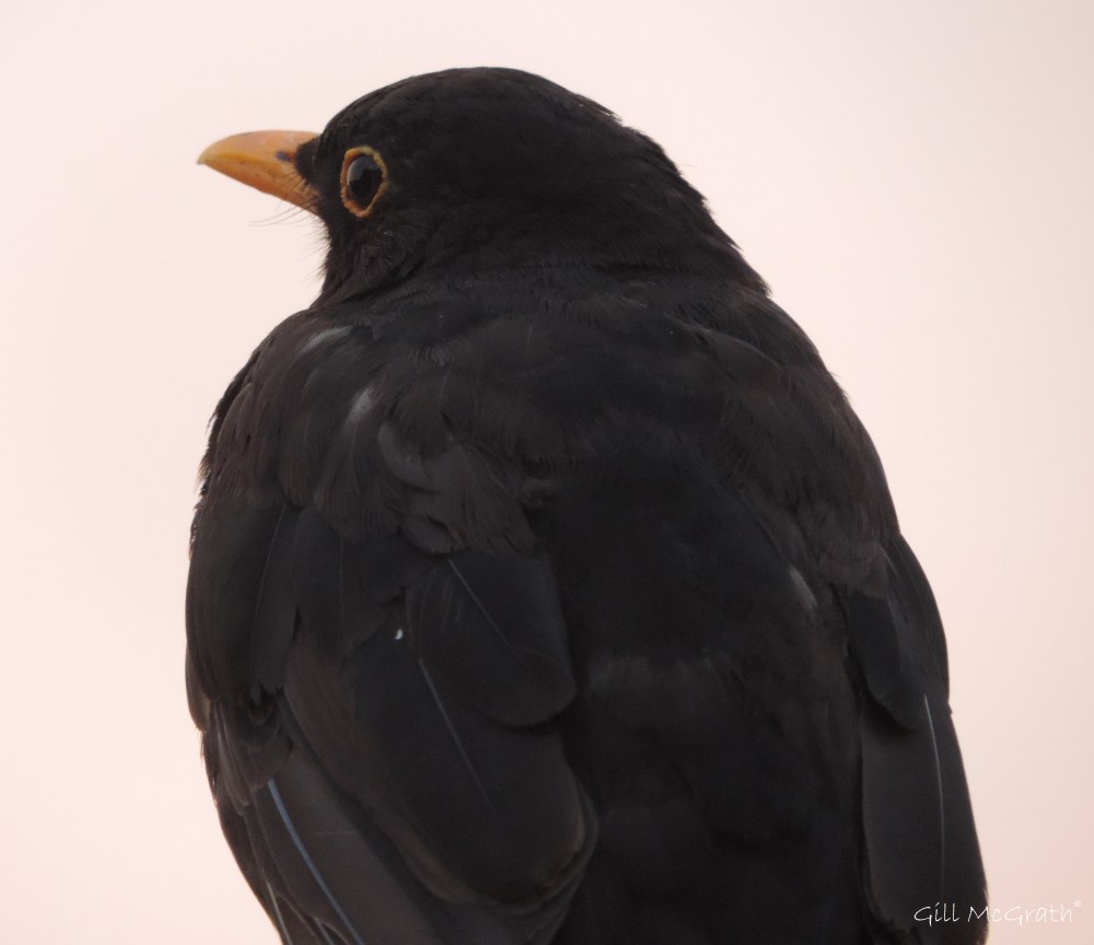 2015 08 15 blackbird DSCN8524.jpg sig