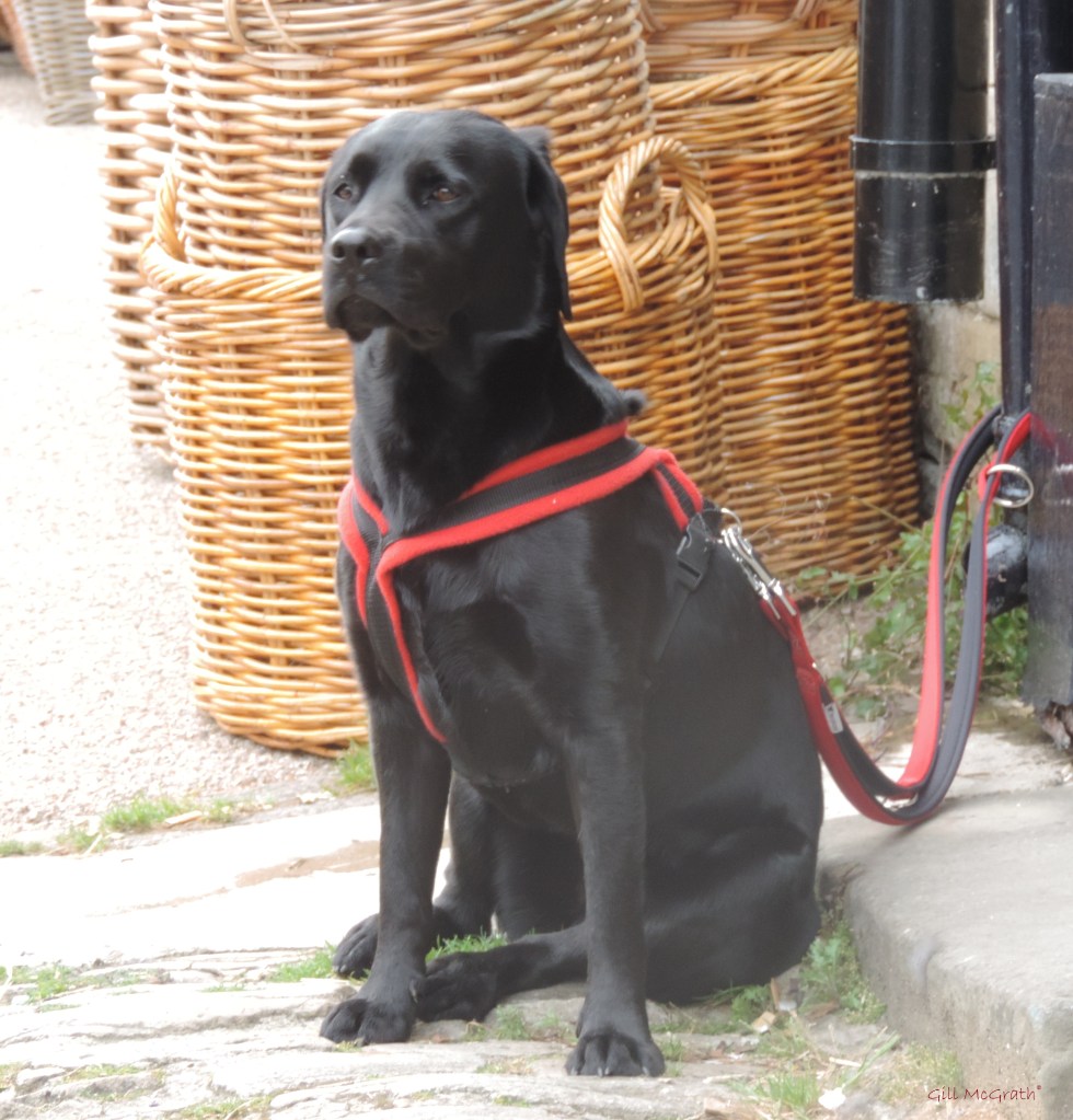 2015 08 17 accent summer DSCN8861.jpg sig