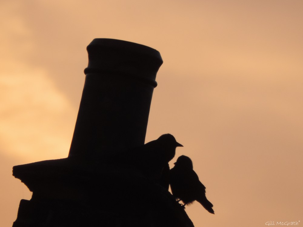 2 2015 10 06 silk DSCN5644.jpg sig