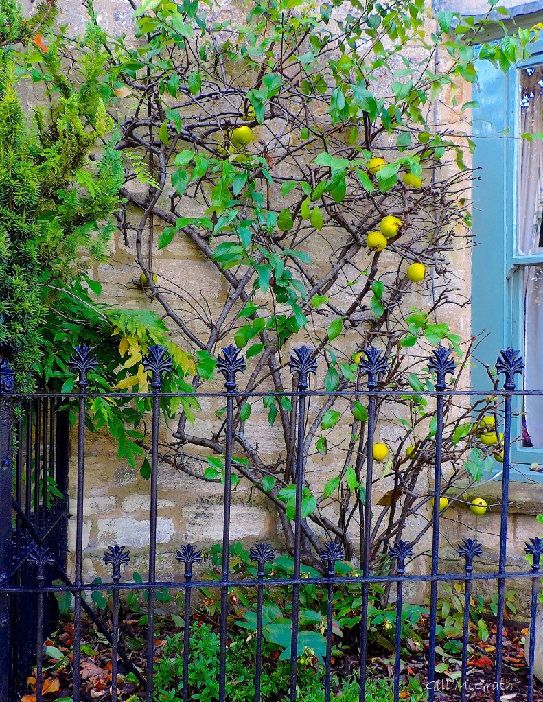 2  2015 10 28  apples on offer to take in basket on rails  DSCN8964 sig