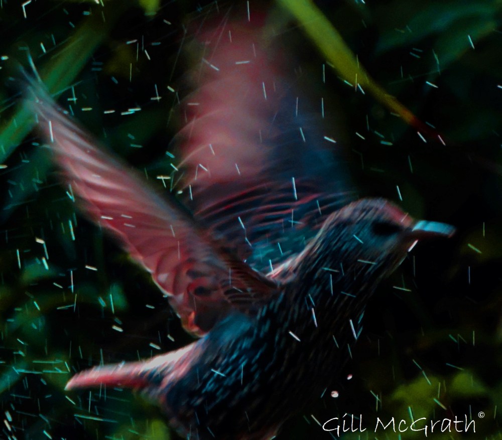 2015 10 11 bird DSCN6966.jpg sig