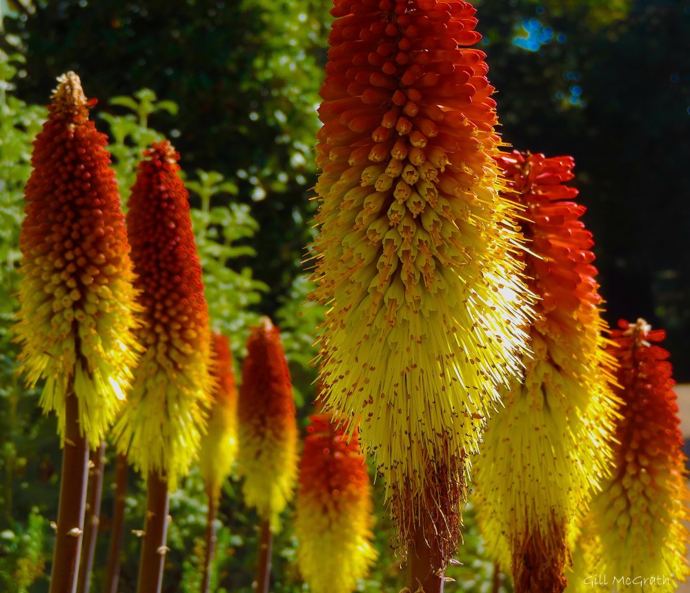 3 2015 09 15 looking for yellow DSCN3080.jpg sig.jpg extra ordcut